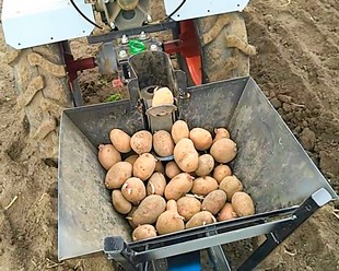 Мотоблок для посадки картофеля: особенности применения